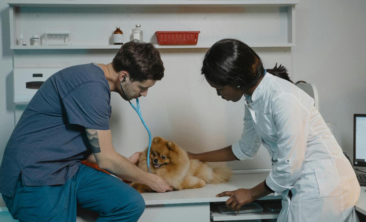 Parvovirose em Cães e Gatos pode causar complicações graves